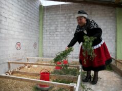 Se invertirán más de S/80 millones en cadenas del café, cuyes, papa, leche, entre otros