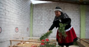 Se invertirán más de S/80 millones en cadenas del café, cuyes, papa, leche, entre otros