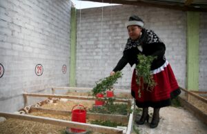 Se invertirán más de S/80 millones en cadenas del café, cuyes, papa, leche, entre otros