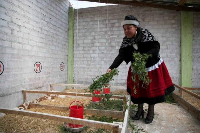 Se invertirán más de S/80 millones en cadenas del café, cuyes, papa, leche, entre otros