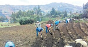 Siembras en 8 regiones crecieron hasta 534% en diciembre 2022