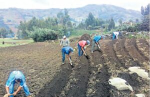 Siembras en 8 regiones crecieron hasta 534% en diciembre 2022