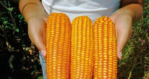 Perú incrementará siembras de maíz amarillo ante mejor precio internacional.