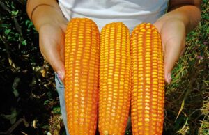 Perú incrementará siembras de maíz amarillo ante mejor precio internacional.