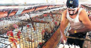 Vacunan a aves contra la gripe aviar