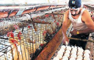 Vacunan a aves contra la gripe aviar