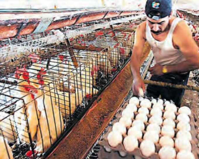 Vacunan a aves contra la gripe aviar