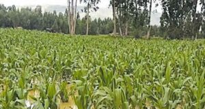 Agricultores tardarán 6 meses en recuperarse del impacto de las lluvias e inundaciones