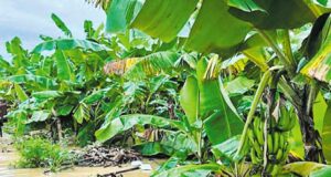 Agricultores afectados por ciclón Yaku recibirán indemnización a través de seguro agrario catastrófico