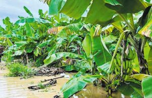 Agricultores afectados por ciclón Yaku recibirán indemnización a través de seguro agrario catastrófico