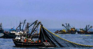 Desembarques pesqueros crecieron más de 135% en enero 2023