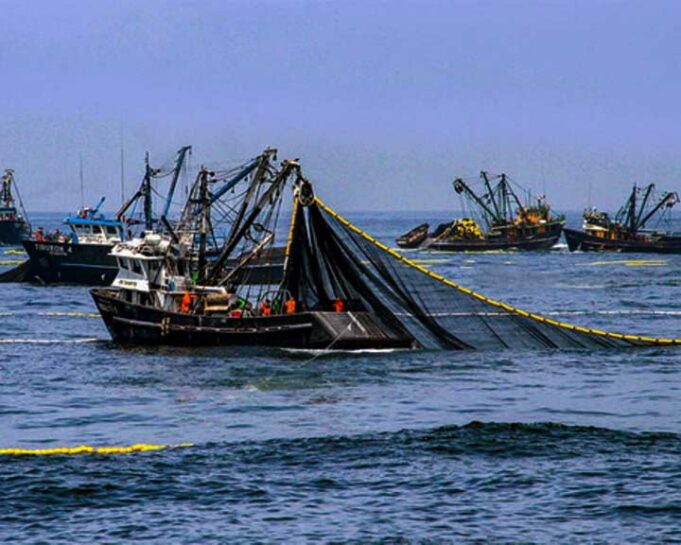 Desembarques pesqueros crecieron más de 135% en enero 2023