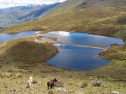 Apurímac: iniciarán actividades de siembre y cosecha para beneficio de mil familias Apurímac: iniciarán actividades de siembre y cosecha para beneficio de mil familias