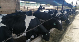 Ganaderos transforman heces de vaca en gas y fertilizante orgánico