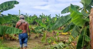 Tumbes: Lluvias intensas provoca pérdidas de 1,273 hectáreas de banano orgánico