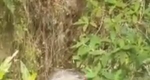 Cajamarca: niño de 8 años muere arrastrado por río en la provincia de San Marcos