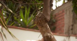 Rossana Fernández Maldonado:presenta monólogo musical ‘¡Me Vale Madre!’