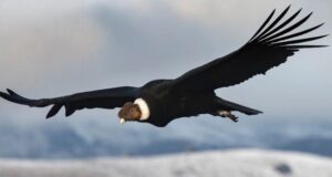 Cajamarca: Guardabosques de»Los Bosques secos del Marañón registran vuelo de cóndores