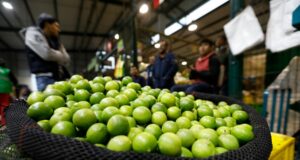 Crisis del limón: precio se dispara un kilo a 20 soles y en Chiclayo llega hasta 60 soles