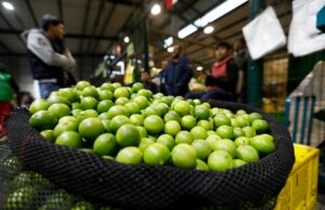 Crisis del limón: precio se dispara un kilo a 20 soles y en Chiclayo llega hasta 60 soles
