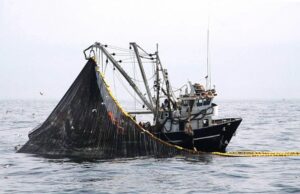 MEF transfiere S/ 13.9 millones para fortalecimiento de pesca artesanal y acuícola