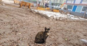 Campaña de adopción de gatitos en Malecón Grau