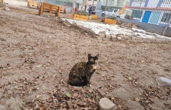 Campaña de adopción de gatitos en Malecón Grau