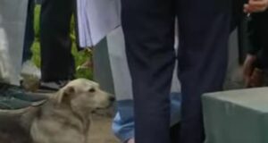 Hombre muere al caer a pozo y mascota se resiste a alejarse durante rescate(VIDEO)