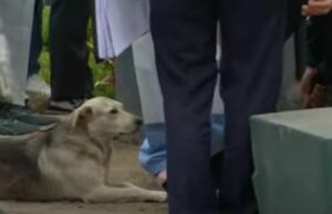 Hombre muere al caer a pozo y mascota se resiste a alejarse durante rescate(VIDEO)