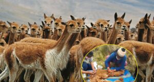Midagri: Realizarán Primer Chaccu Internacional de la Vicuña en el distrito de Ondores, Provincia y Región Junín