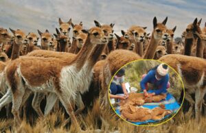 Midagri: Realizarán Primer Chaccu Internacional de la Vicuña en el distrito de Ondores, Provincia y Región Junín