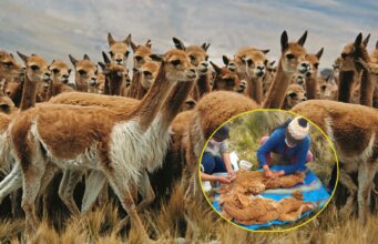 Midagri: Realizarán Primer Chaccu Internacional de la Vicuña en el distrito de Ondores, Provincia y Región Junín