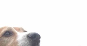 La Primera Veterinaria Municipal de Barranco es una realidad