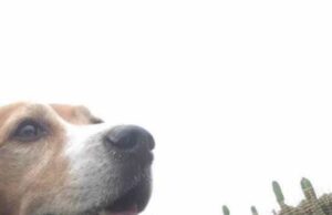 La Primera Veterinaria Municipal de Barranco es una realidad