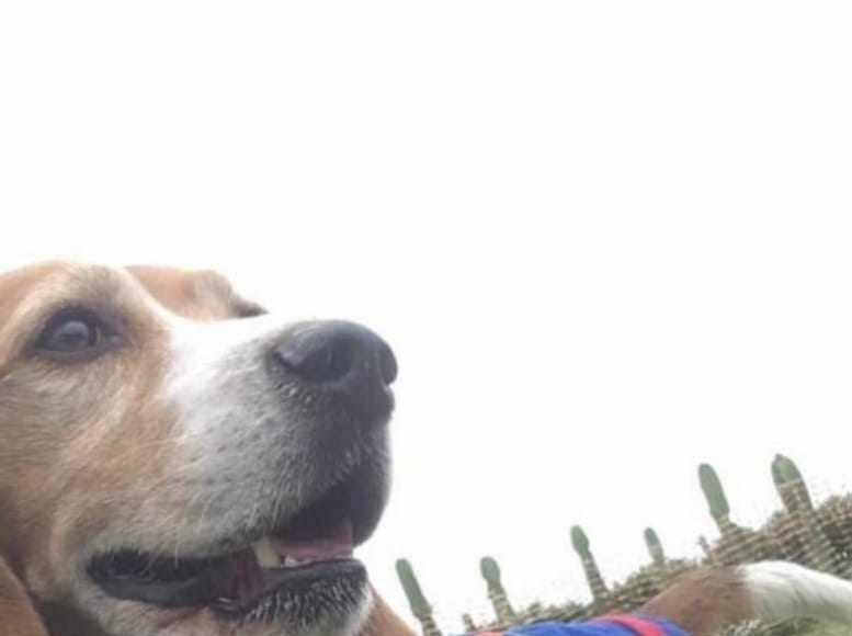 La Primera Veterinaria Municipal de Barranco es una realidad