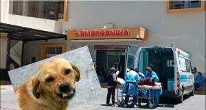 Rabia humana en Arequipa: Paciente diagnosticada ingresa a la UCI por complicaciones