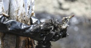 Urgen leyes ante desastres ambientales, necesitamos normas para asegurar que empresas indemnicen al estado