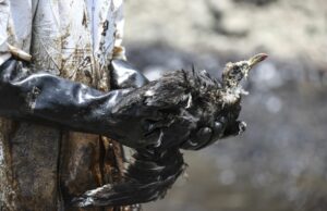 Urgen leyes ante desastres ambientales, necesitamos normas para asegurar que empresas indemnicen al estado