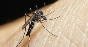 Gobierno declara emergencia sanitaria a 20 regiones por un plazo de 90 días debido al incremento del dengue