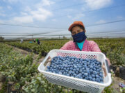 MIDAGRI: Perú batió récord de exportaciones agrarias superando los US$ 10 mil millones en ventas