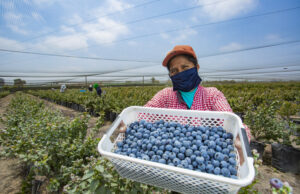 MIDAGRI: Perú batió récord de exportaciones agrarias superando los US$ 10 mil millones en ventas