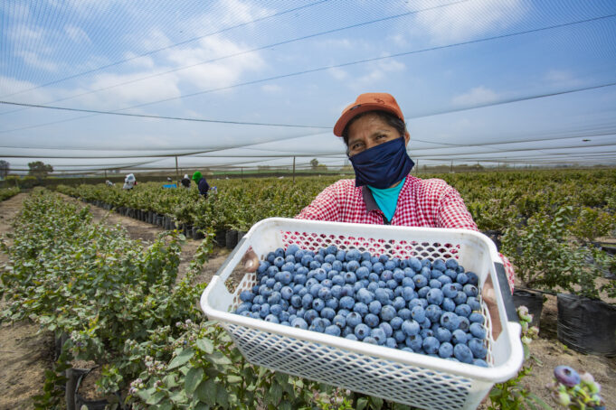 MIDAGRI: Perú batió récord de exportaciones agrarias superando los US$ 10 mil millones en ventas