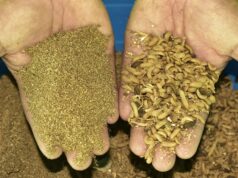 Elaboran harina de larvas de insectos para alimentación del ganado en Cajamarca