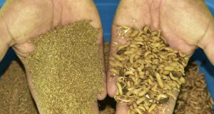 Elaboran harina de larvas de insectos para alimentación del ganado en Cajamarca