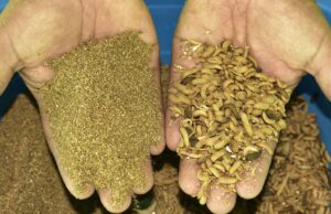 Elaboran harina de larvas de insectos para alimentación del ganado en Cajamarca