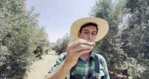 Producción de la aceituna peligra en el Perú