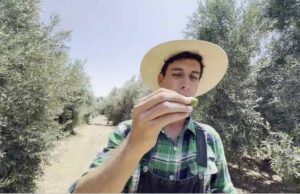 Producción de la aceituna peligra en el Perú