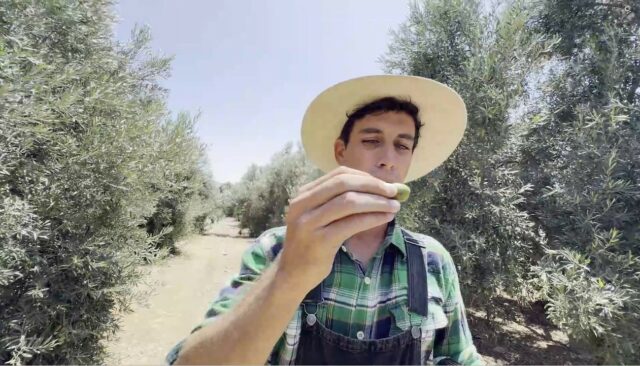 Producción de la aceituna peligra en el Perú