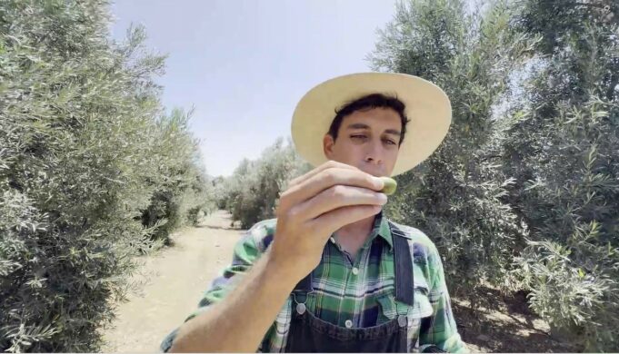 Producción de la aceituna peligra en el Perú