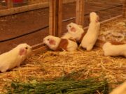 MIDAGRI impulsa emprendimientos y planes de negocio de Organizaciones Agrarias en Cusco